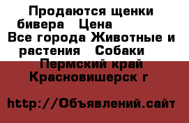 Продаются щенки бивера › Цена ­ 25 000 - Все города Животные и растения » Собаки   . Пермский край,Красновишерск г.